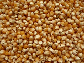 Deurstickers Corn : a lot of old and dry grains © B.Grateful
