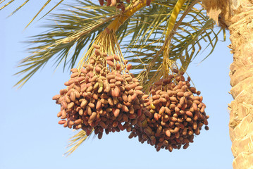 Fototapeta premium Pensile dactyles on a palm tree