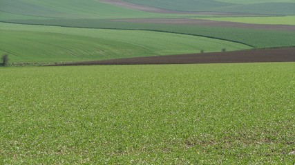 Fototapeta premium Grands espaces agricoles