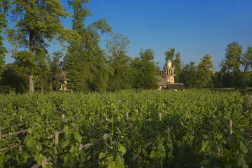 Fototapeta na wymiar hameau de la reine, vigne, parc du chateau de versailles, 