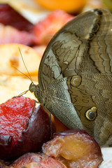 Fruity moth