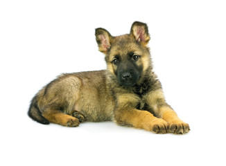 Germany sheep-dog puppy isolated on white background