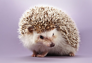 hedgehog © Lana Langlois