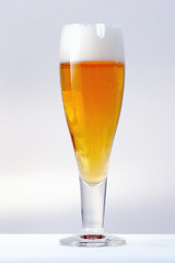 Light beer in a tulip beer glass