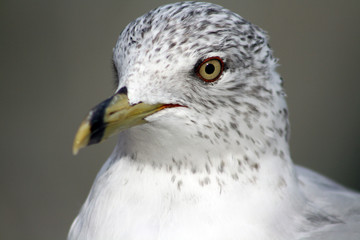 Seagull Closeup