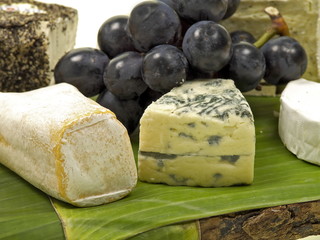 käse aus kuh, schaf und ziegenmilch