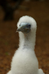 Jeune oiseau en duvet blanc