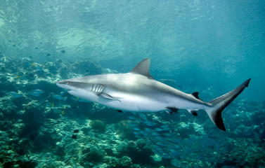 Obraz na płótnie Canvas podwodnego shark