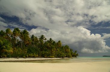 Palmier en bordure de lagon