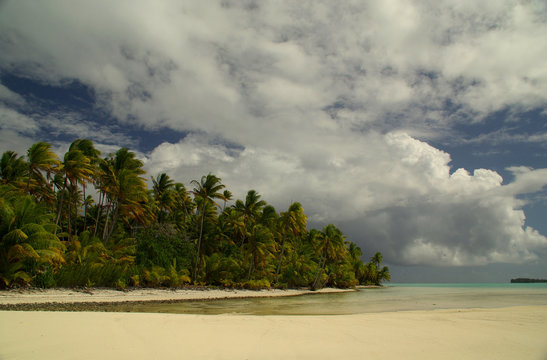 Palmier en bordure de lagon