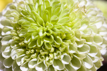 Macro close-up of camomile