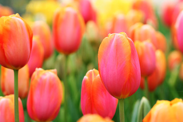 Tulips close-up