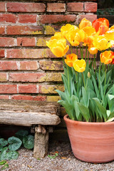 Tulips and old wall