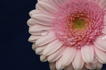 pink gerber daisy on dark blue satin