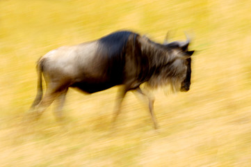 Fototapeta na wymiar African Wildebeest