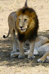 African Lions