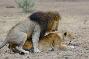 African Lions