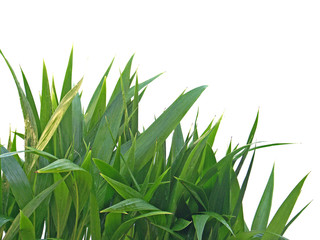 Obraz premium palmiers en pépinière