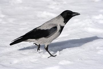 Crow on a snow