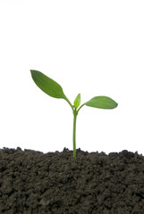 new life