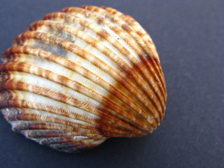 cockle shell