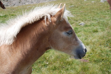 Fototapeta premium Haflinger
