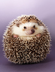 hedgehog