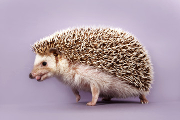 hedgehog