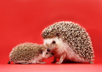 mother and baby hedgehog