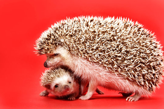 Mother And Baby Hedgehog