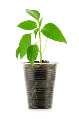 Fototapeta na wymiar Growing sprout