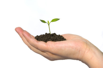 plant in  hand