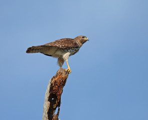 Broad Wing Hawk