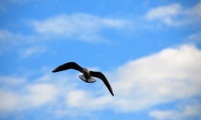 gull