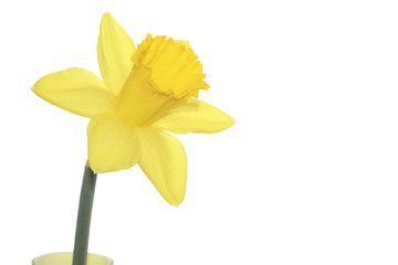 single yellow daffodil