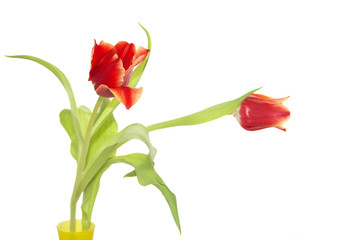 tulips in a vase