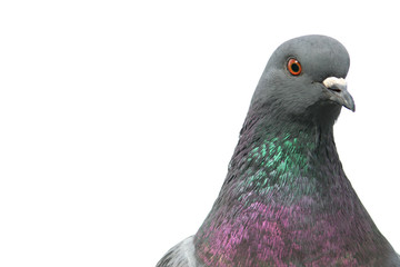 Isolated portrait of pigeon