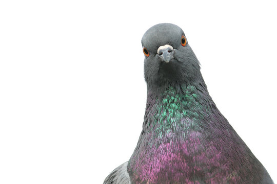 Isolated portrait of pigeon