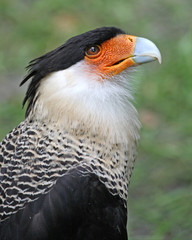 Colorful Creasted Caracara Hawk