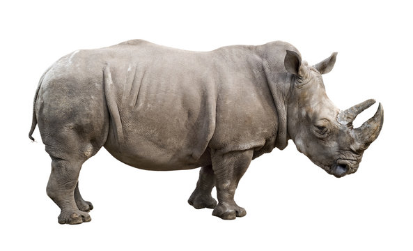White rhino old male cutout