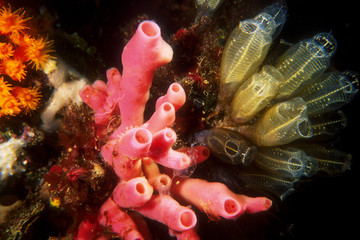 spugna marina