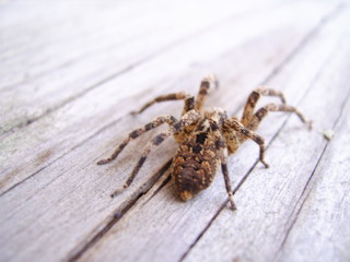 araigné vue par derrière