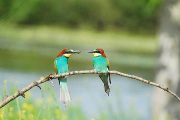 Pareja de abejarucos