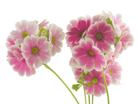 subtle amaranthine flowers of primrose