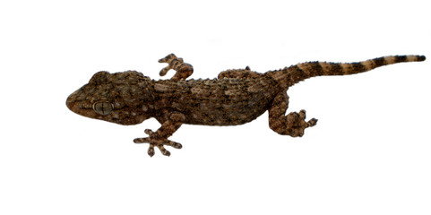 Bébé Lézard