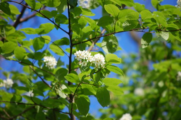Wild Cherry Blossoms