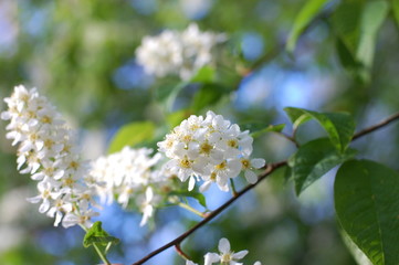 Wild Cherry Blossoms