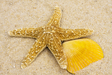 Starfish and Seashells