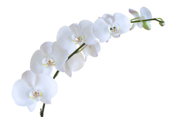 Naklejka na ściany i meble Stem of white orchids isolated on white background