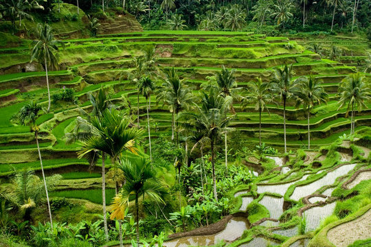 Green rice terraces in Bali, Indonesia